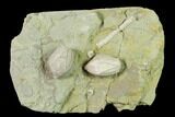 Multiple Blastoid (Pentremites) Plate - Illinois #135596-1